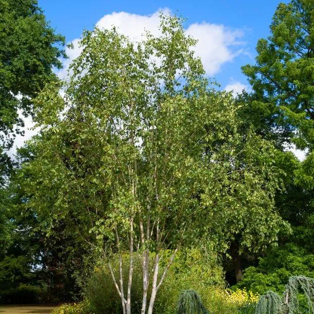Mature Snow Queen Birch Trees in Spring