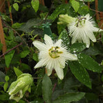 Snow Queen Passion Flowers