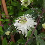 Snow Queen Passion Flowers