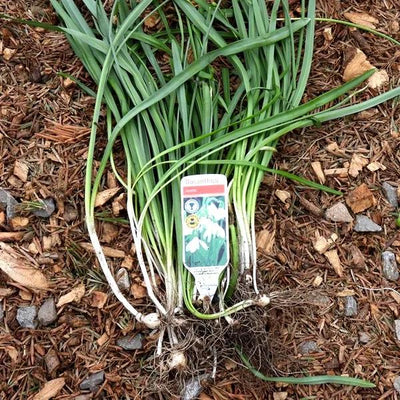 Snowdrop bulbs in the green ready to be planted
