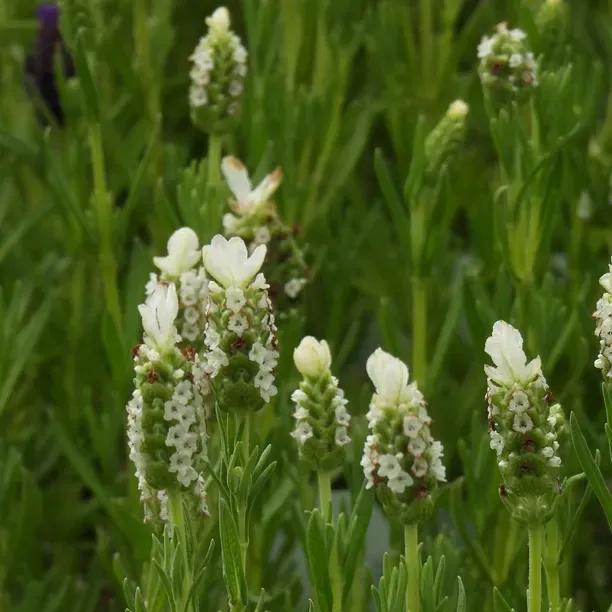 Snowman Lavender Flowers