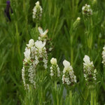 Snowman Lavender Flowers