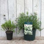 Snowman Lavender in p9 vs 1 litre pot