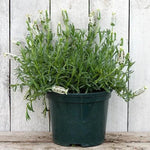 Snowman Lavender Plant in 2 Litre Pot