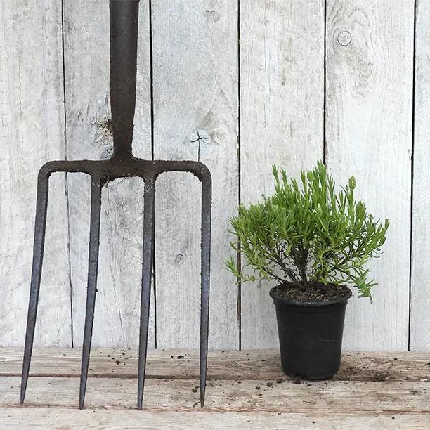 Snowman Lavender Plant in 9cm pot (P9)