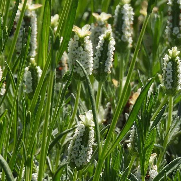 Snowman Lavender White Flowers