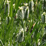 Snowman Lavender White Flowers