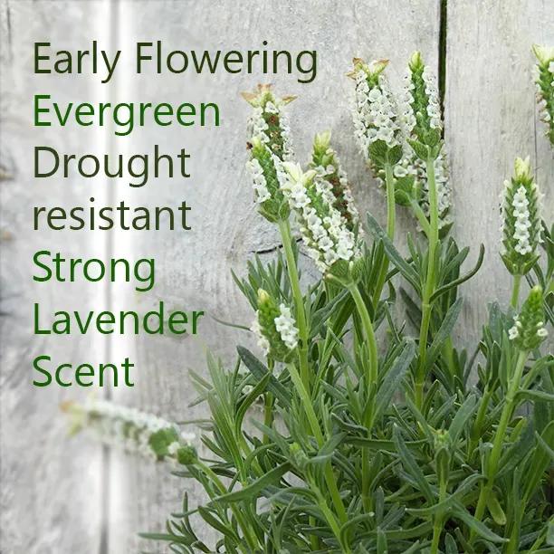 Snowman white lavender plants