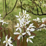 Snowy Mespilus Amelanchier Flowers