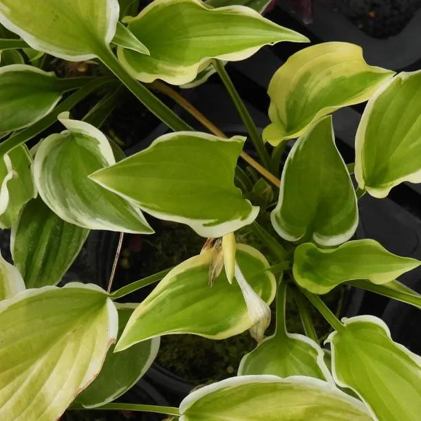So Sweet Hosta Leaves