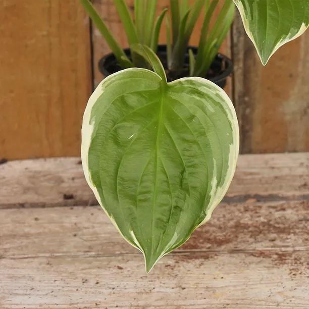 So Sweet Hosta perennial showing heart-shaped green leaves with cream edges on wooden surface