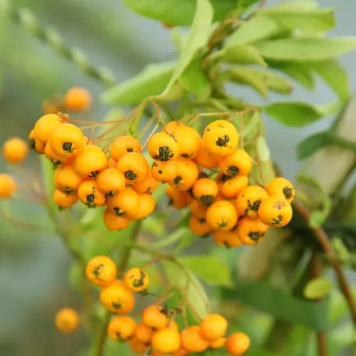 Soleil d'Or Pyracantha Berries