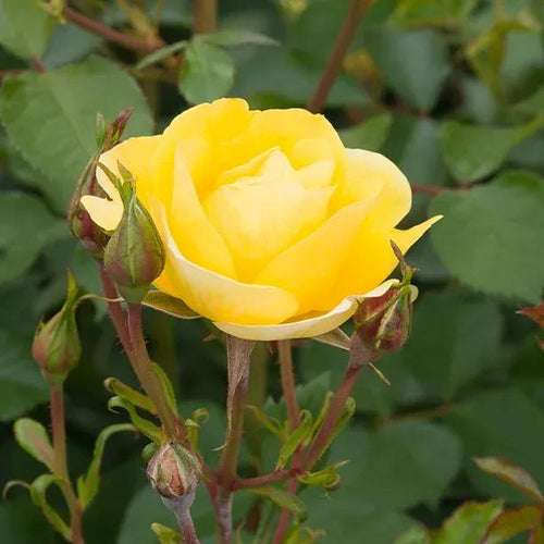 Soleil Vertical Climbing Rose Flowers