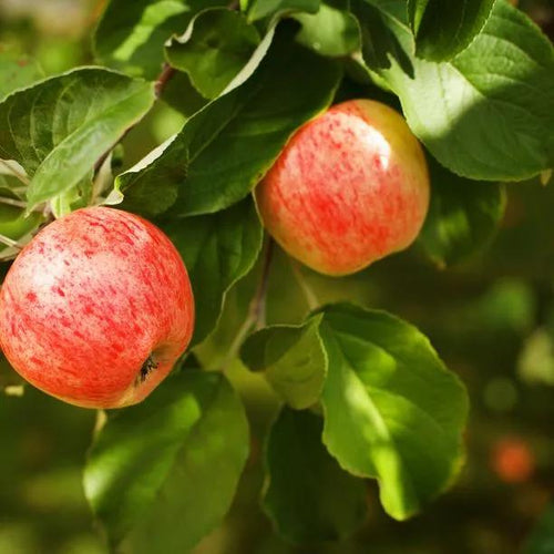 Somerset Redstreak Cider Apples on the tree