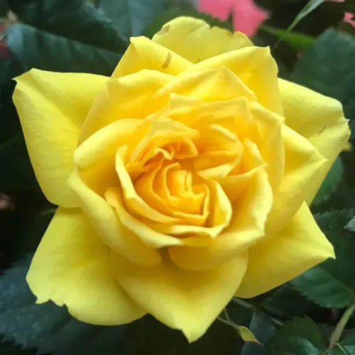 Sommergold Climbing Rose Flowers