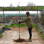 Bareroot Sheerwater Seedling Rowan tree 200-250cm tall