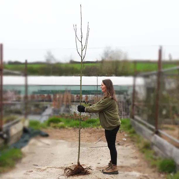 Bareroot Sorbus Aucuparia 'Edulis' Rowan 6cm to 8cm girth Standard Tree
