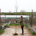 Bareroot Sorbus Aucuparia 'Edulis' Rowan 6cm to 8cm girth Standard Tree