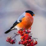 Sorbus Edulis Rowan Berries