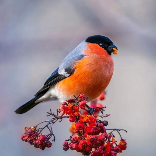 Sorbus Edulis Rowan Berries