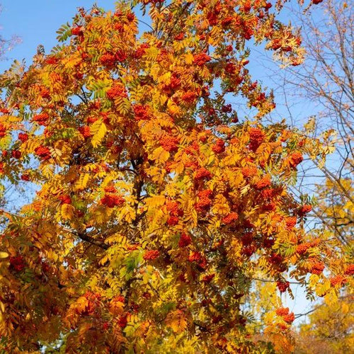 Sorbus Edulis Rowan tree in Autumn