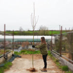 Bareroot Sorbus Embley japanese rowan 6-8cm girth standard tree
