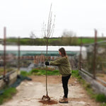 Bareroot Joseph Rock Rowan 6cm to 8cm girth Standard Tree