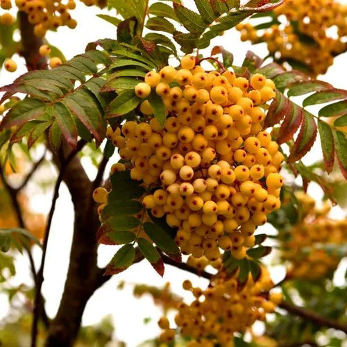 Sorbus Joseph Rock Rowan berries