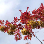 Sorbus Joseph Rock Rowan tree in Autumn