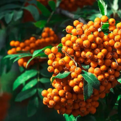Sorbus Sunshine Rowan Berries