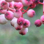 Sorbus vilmorinii Berries