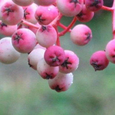 Sorbus vilmorinii Berries