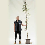Sorbus vilmorinii Rowan tree, 150/175cm tall in a 10 Litre Pot