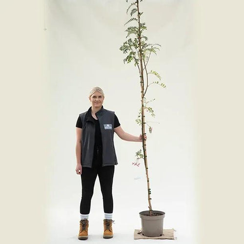Sorbus vilmorinii Rowan tree, 150/175cm tall in a 10 Litre Pot