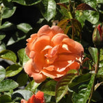 Southampton Rose Flowers