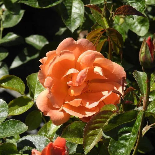 Southampton Rose Flowers