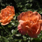 Southampton Rose Flowers