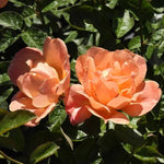 Southampton Rose Flowers