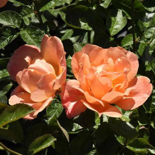 Southampton Rose Flowers