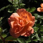 Southampton Rose Flowers