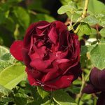Souvenir du Dr Jamain Red Rose Flowers