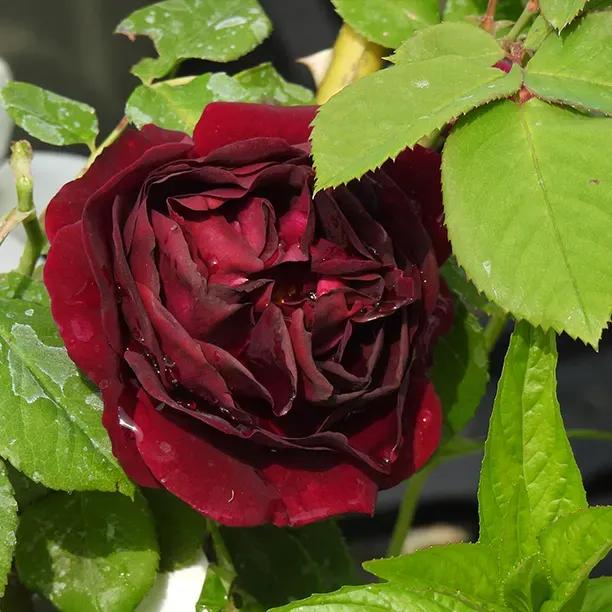 Souvenir du Dr Jamain Rose Flowers