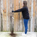 Bareroot Spartan Maiden Apple Tree