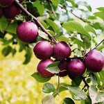 Spartan Apples on the tree