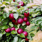 Spartan Apples on the tree