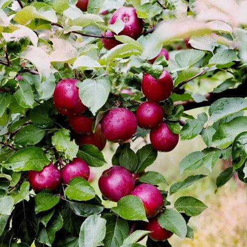 Spartan Apples on the tree