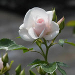 Special Child Rose Flowers Head