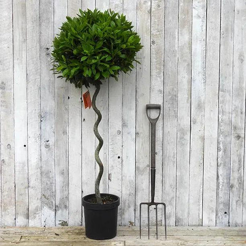 Spiral Trunk Bay Laurel Tree