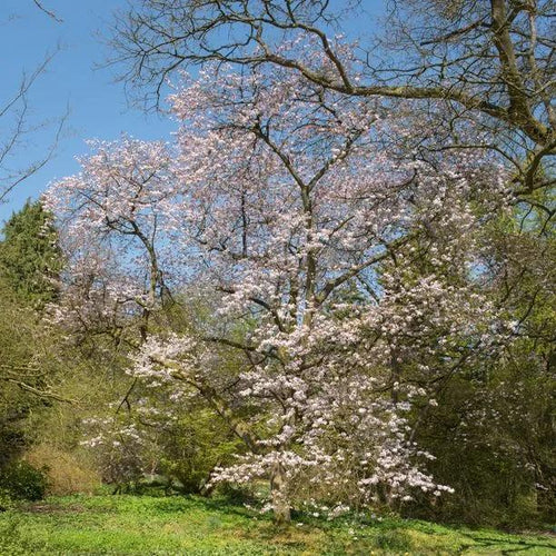Mature Spire Cherry Tree in Flower