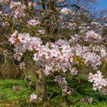 Mature Spire Cherry Tree in Flower